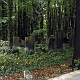 Cmentarz Żydowski przy ul. Brackiej