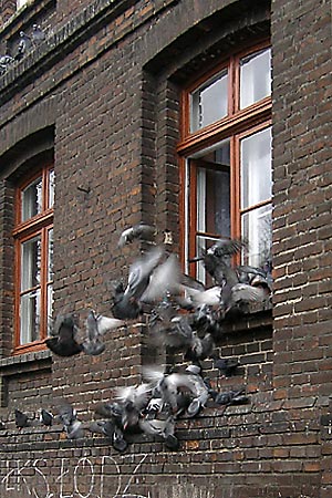 Foto: Ul. Ogrodowa (grudzie� '2005) 