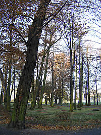 park w Konskich