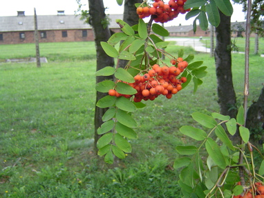 DSC00601