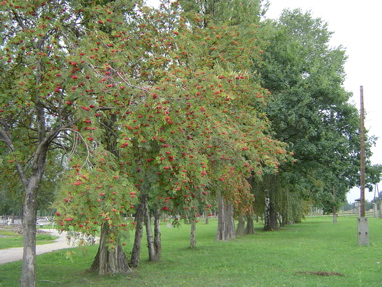 DSC00603