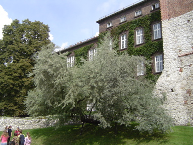 DSC00694
