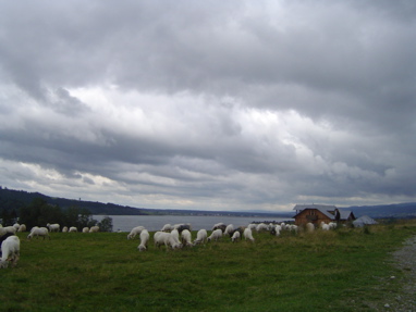 DSC00994