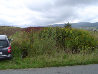 DSC00944