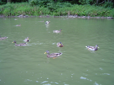 DSC01336