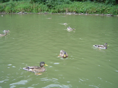 DSC01338