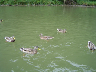DSC01339