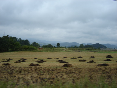 DSC03617